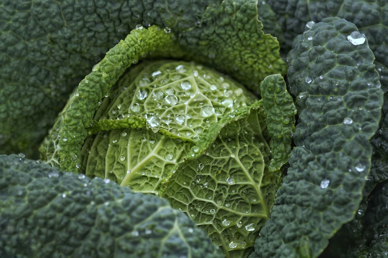 Leafy Masterpieces